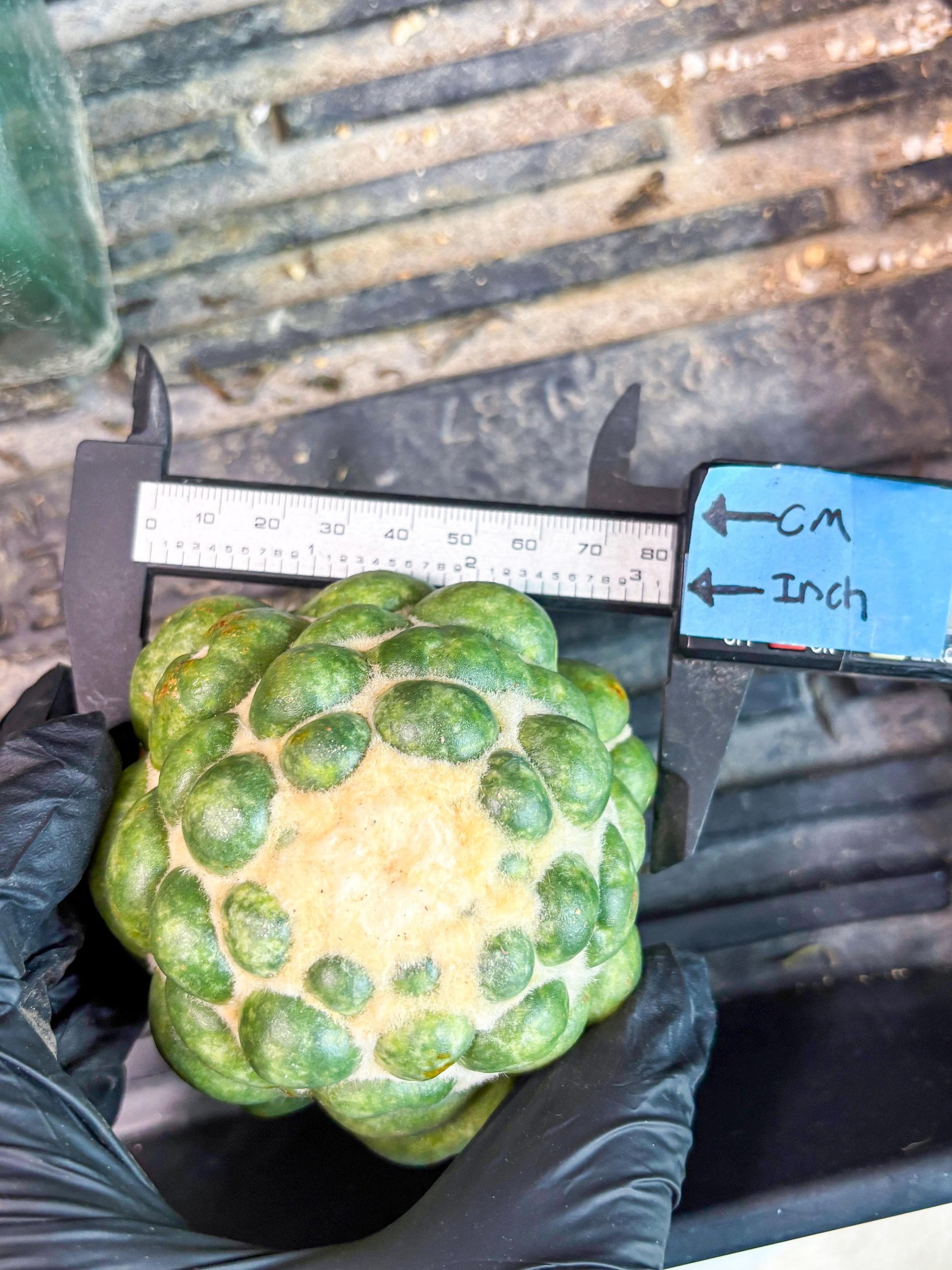 Mature Coryphantha Elephantidens cv. Inermis (#4) | Imported Plants