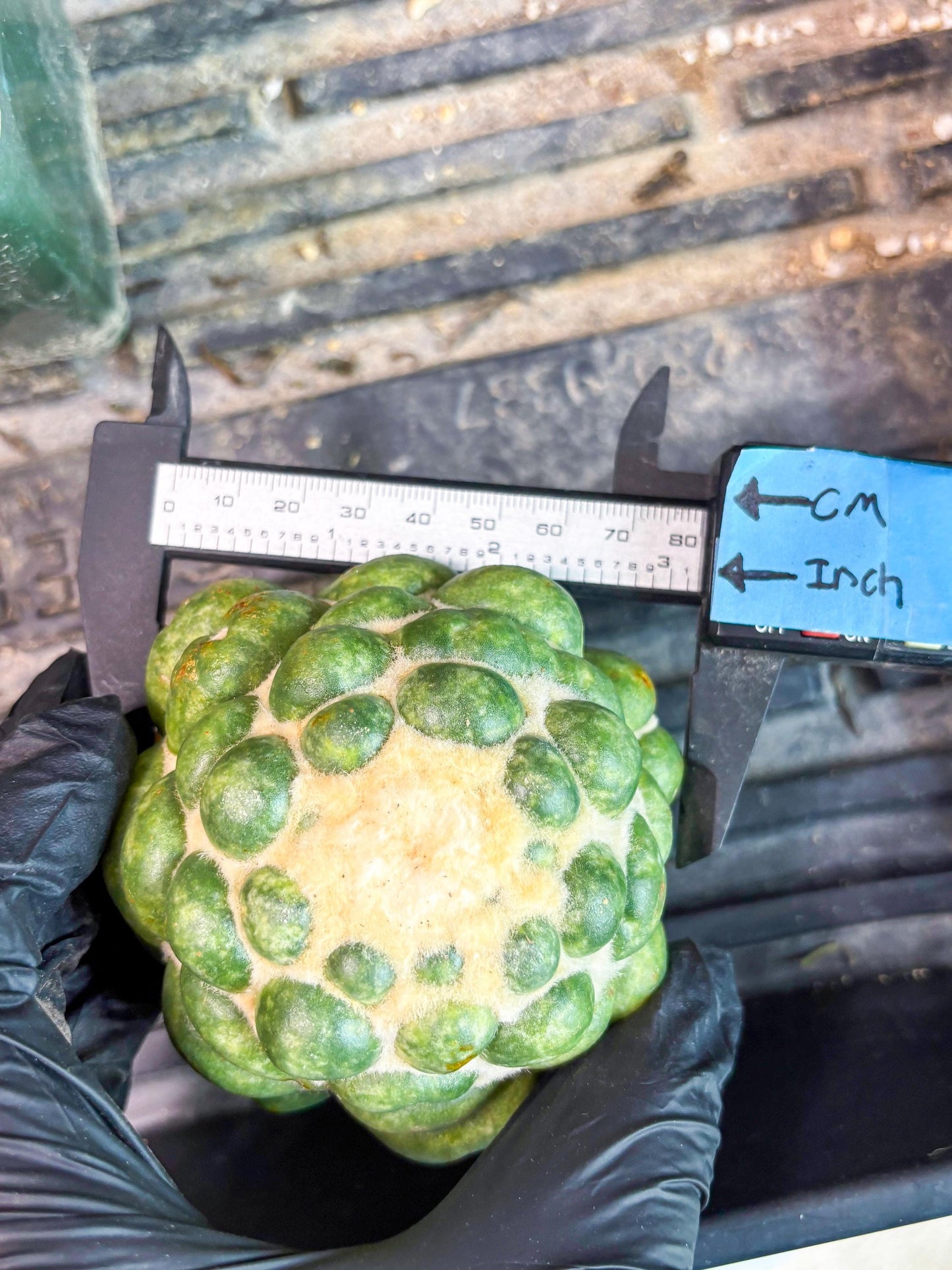 Mature Coryphantha Elephantidens cv. Inermis (#4) | Imported Plants