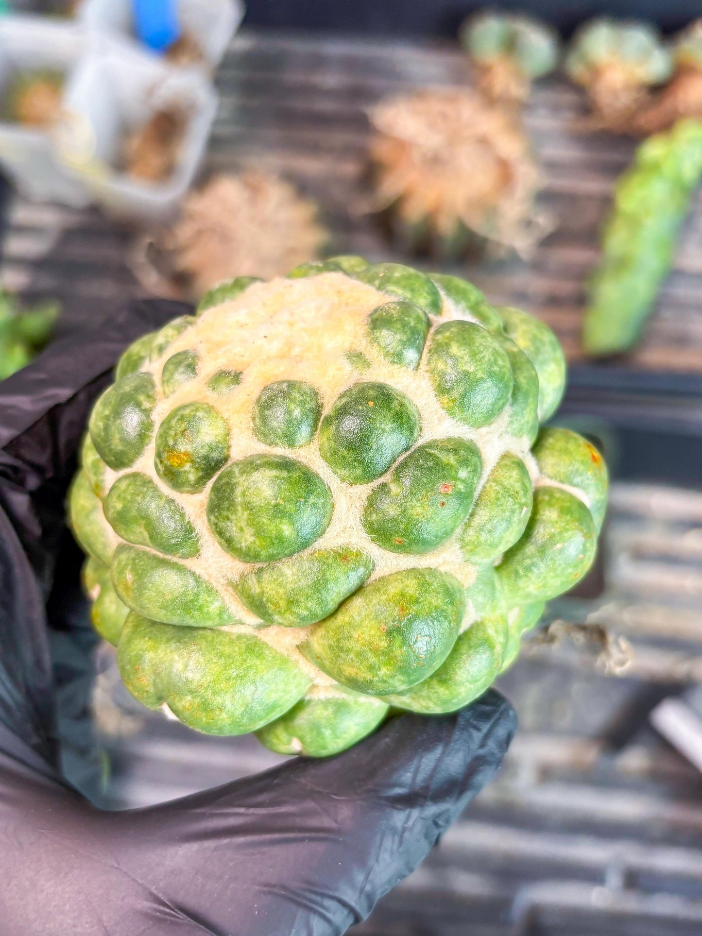 Mature Coryphantha Elephantidens cv. Inermis (#4) | Imported Plants