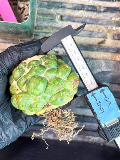 Mature Coryphantha Elephantidens cv. Inermis (#4) | Imported Plants