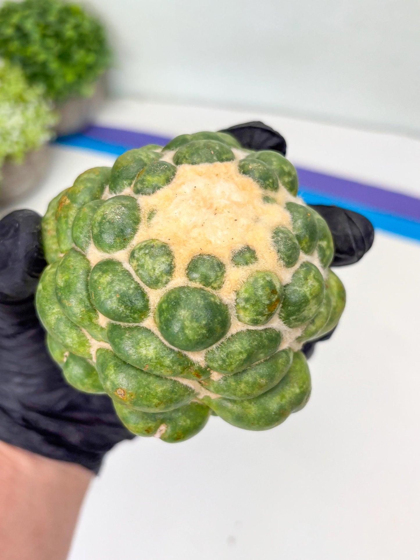 Mature Coryphantha Elephantidens cv. Inermis (#4) | Imported Plants