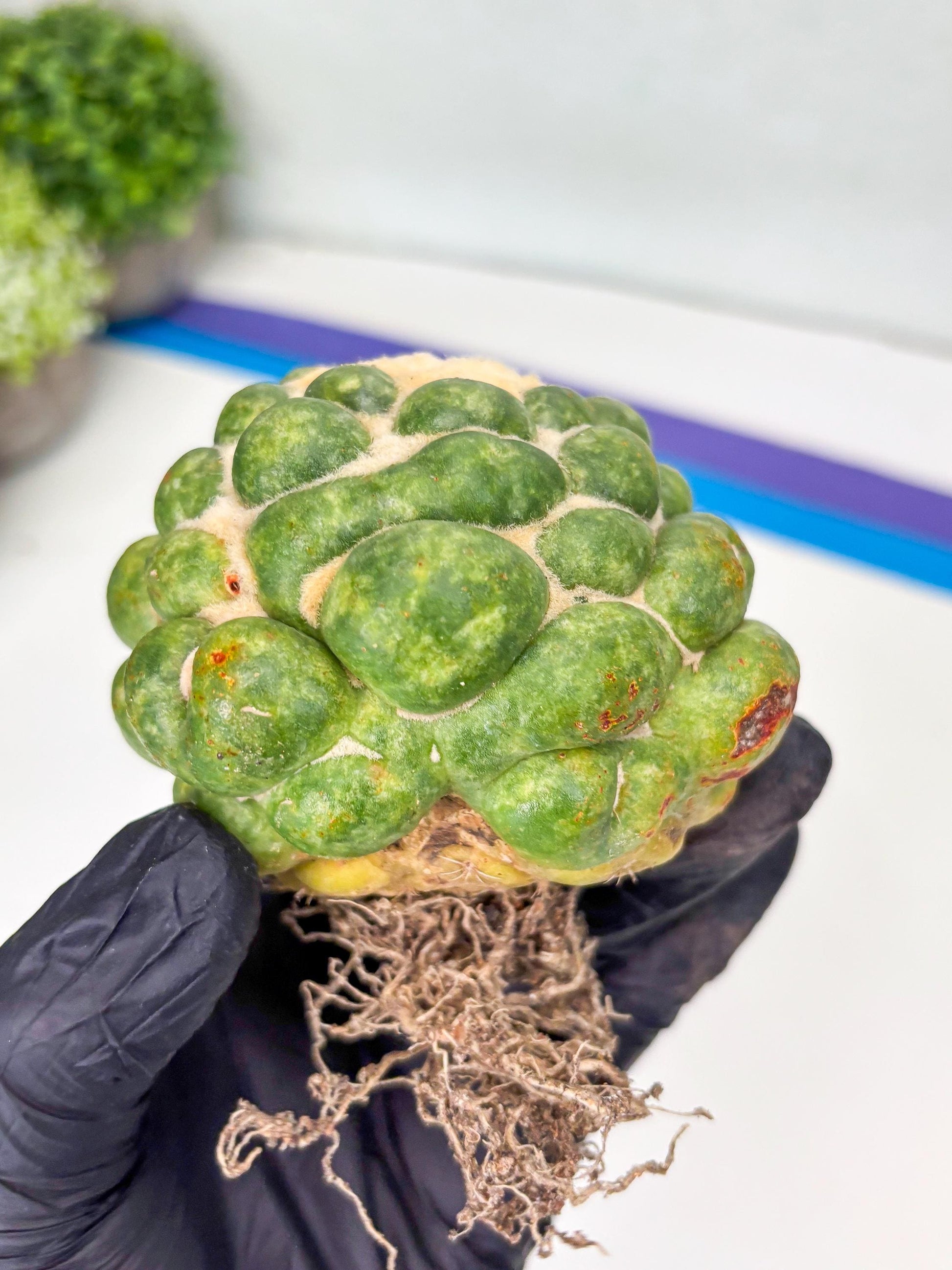 Mature Coryphantha Elephantidens cv. Inermis (#4) | Imported Plants