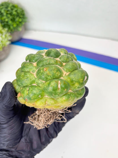 Mature Coryphantha Elephantidens cv. Inermis (#4) | Imported Plants