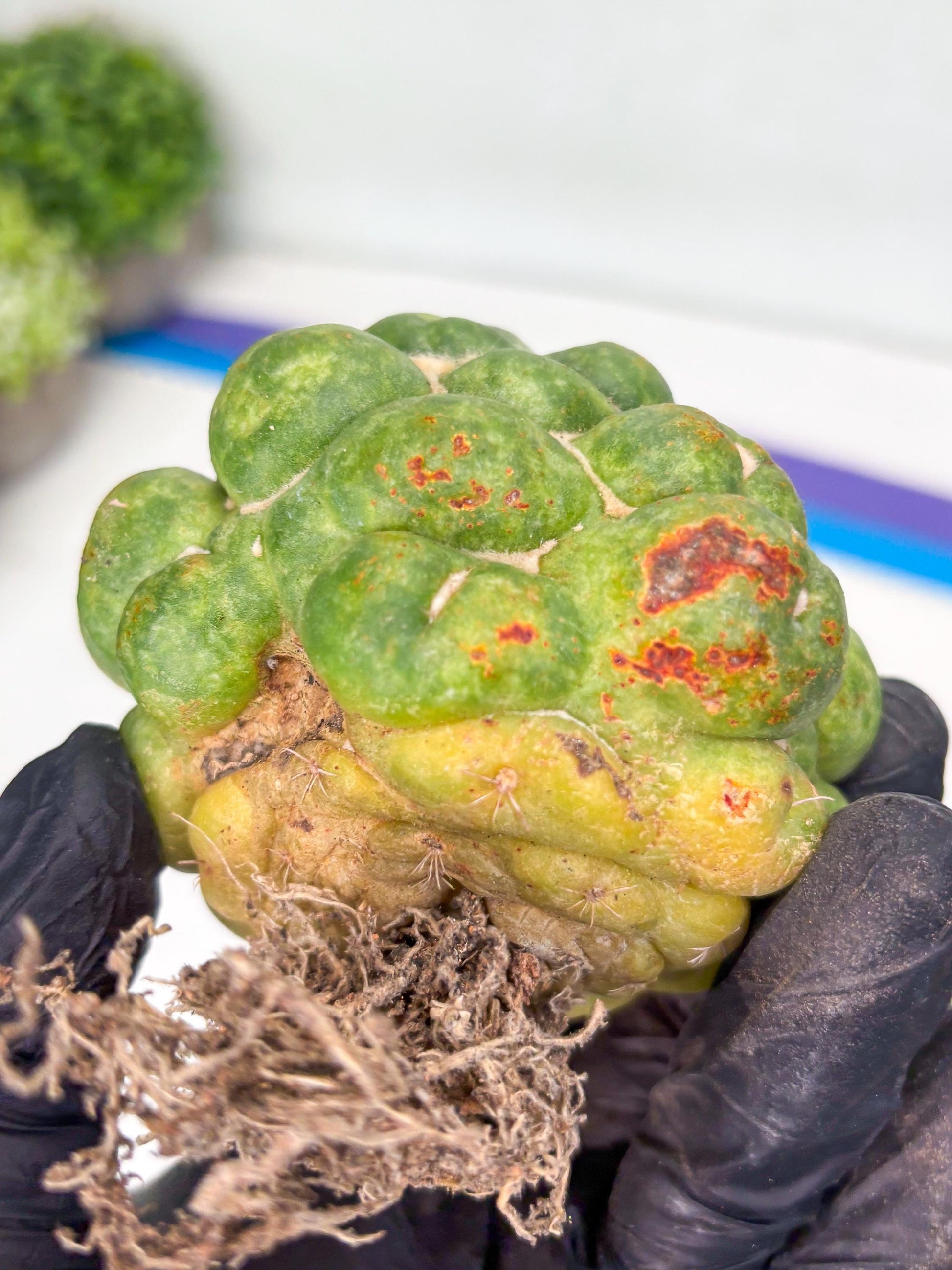 Mature Coryphantha Elephantidens cv. Inermis (#4) | Imported Plants