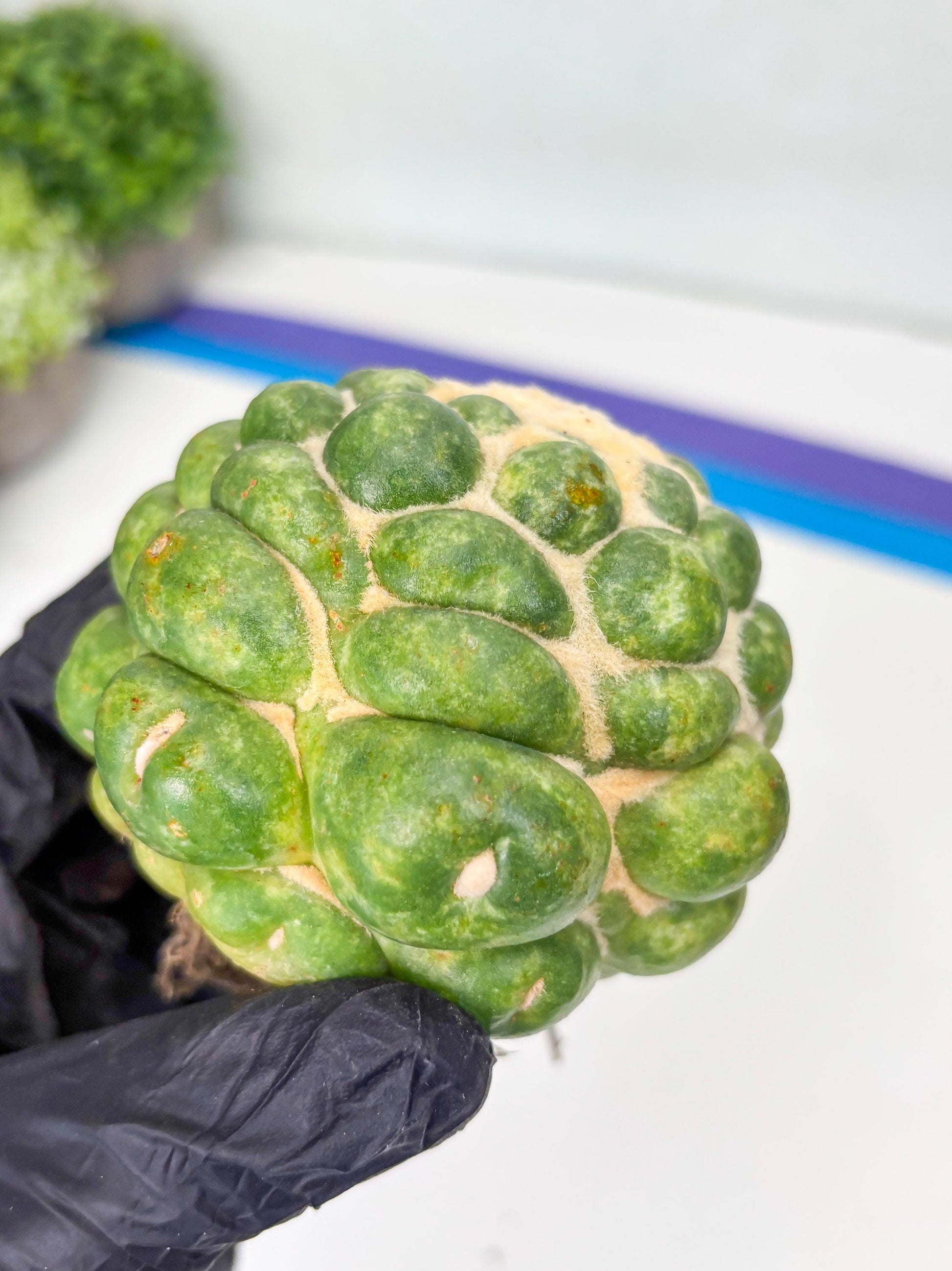 Mature Coryphantha Elephantidens cv. Inermis (#4) | Imported Plants