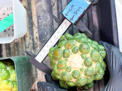 Coryphantha Elephantidens cv. Inermis | Imported Plants