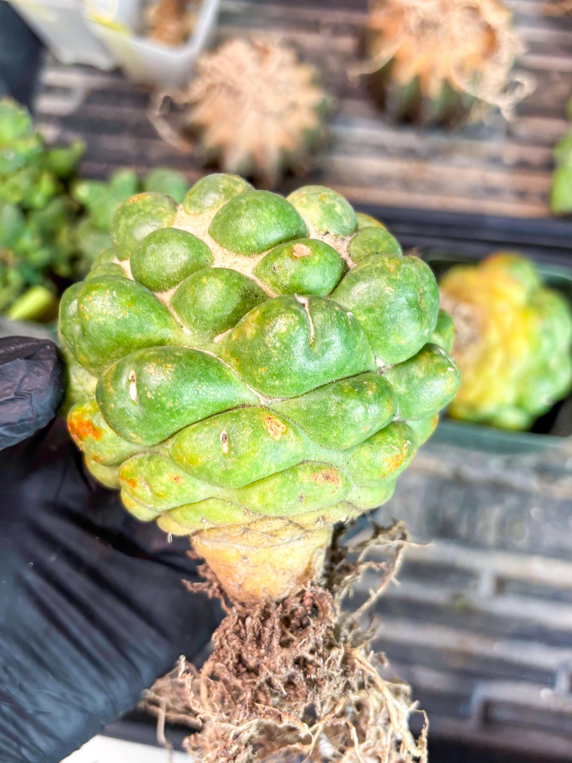 Coryphantha Elephantidens cv. Inermis | Imported Plants