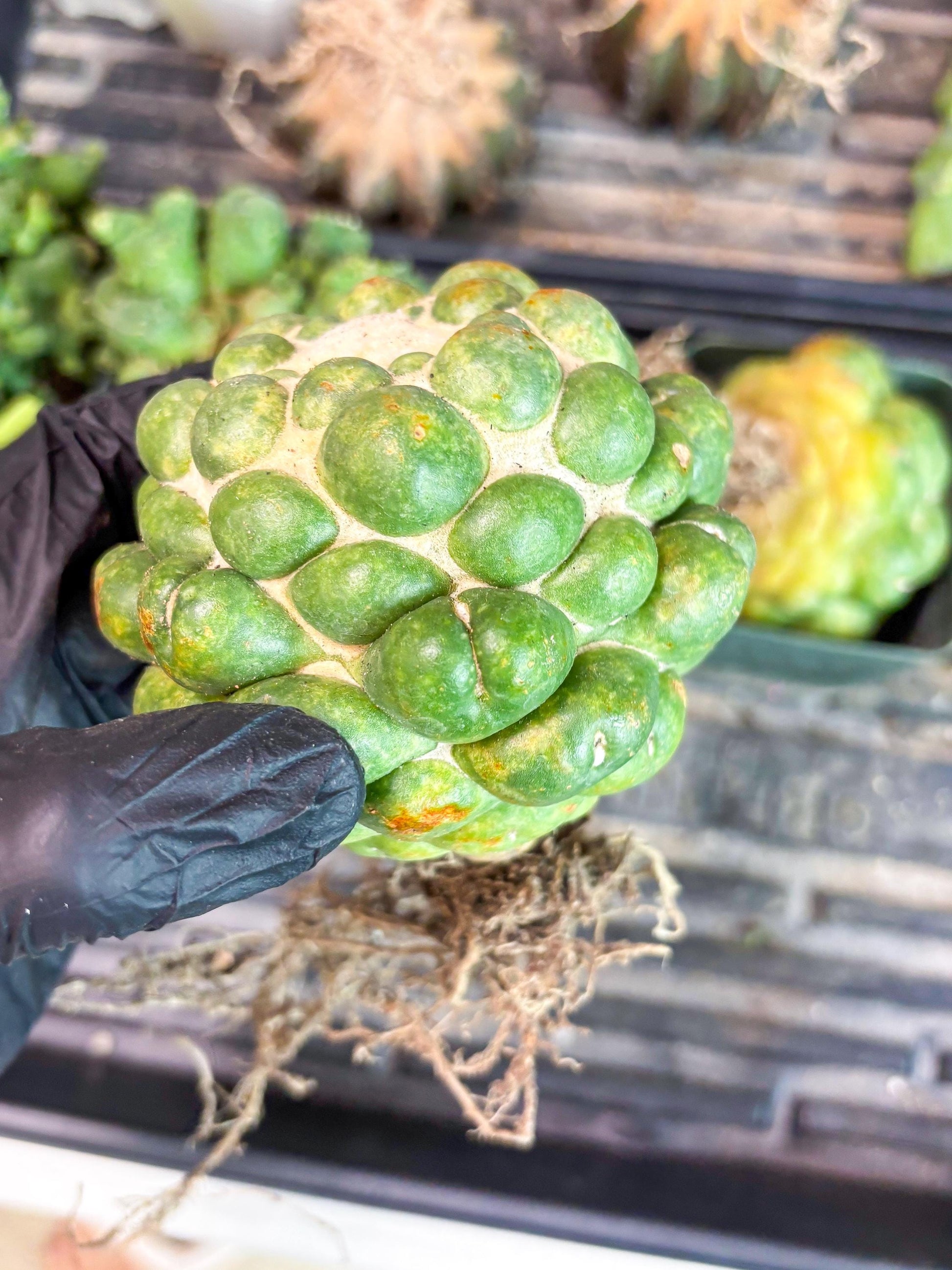 Coryphantha Elephantidens cv. Inermis | Imported Plants