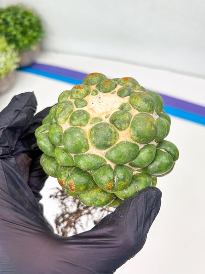 Coryphantha Elephantidens cv. Inermis | Imported Plants