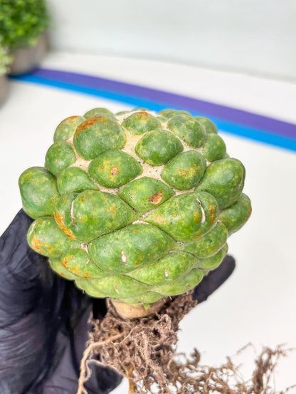 Coryphantha Elephantidens cv. Inermis | Imported Plants