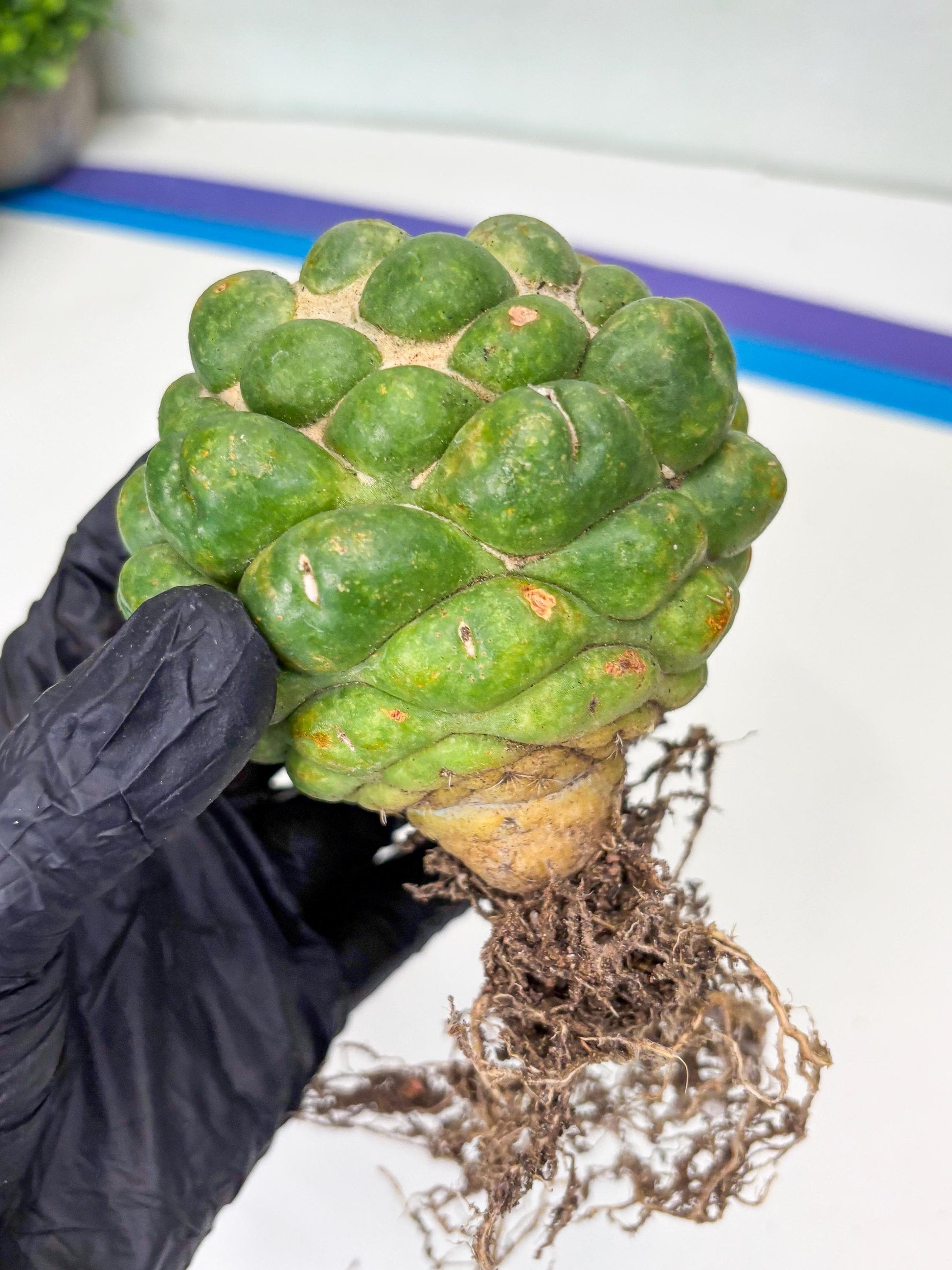 Coryphantha Elephantidens cv. Inermis | Imported Plants