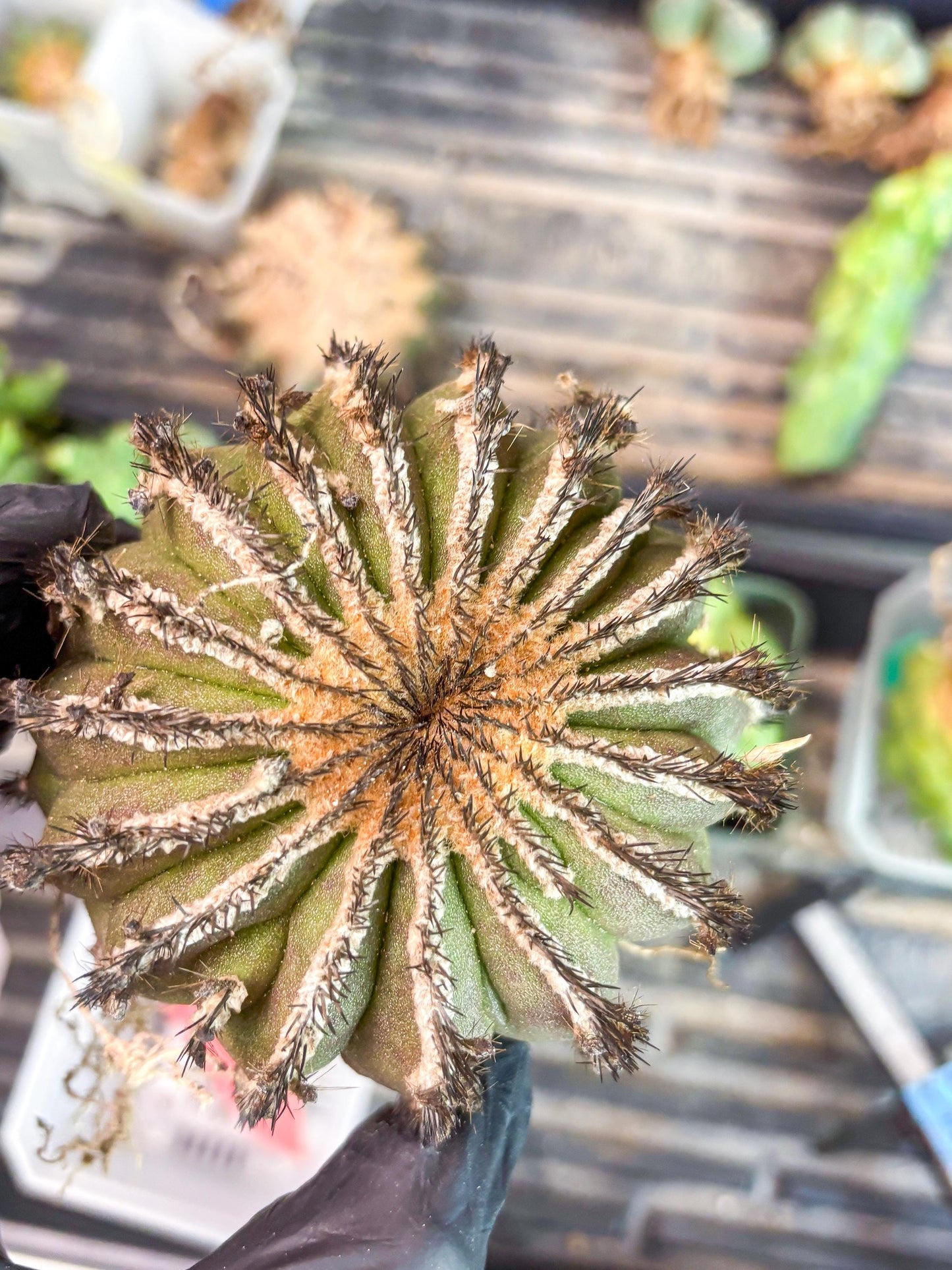 Rare Mature Cactus (R) | Imported Plants
