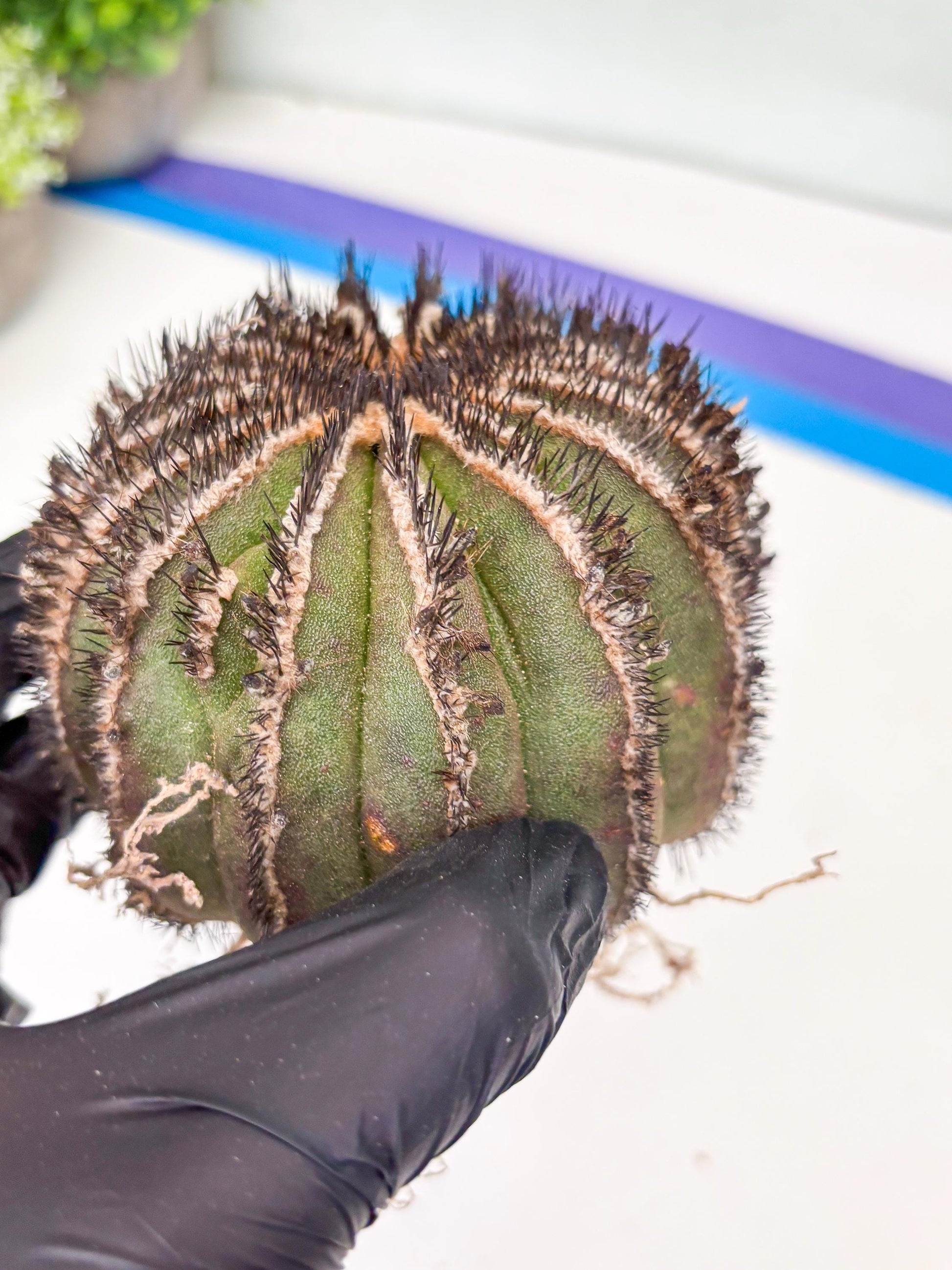 Rare Mature Cactus (R) | Imported Plants