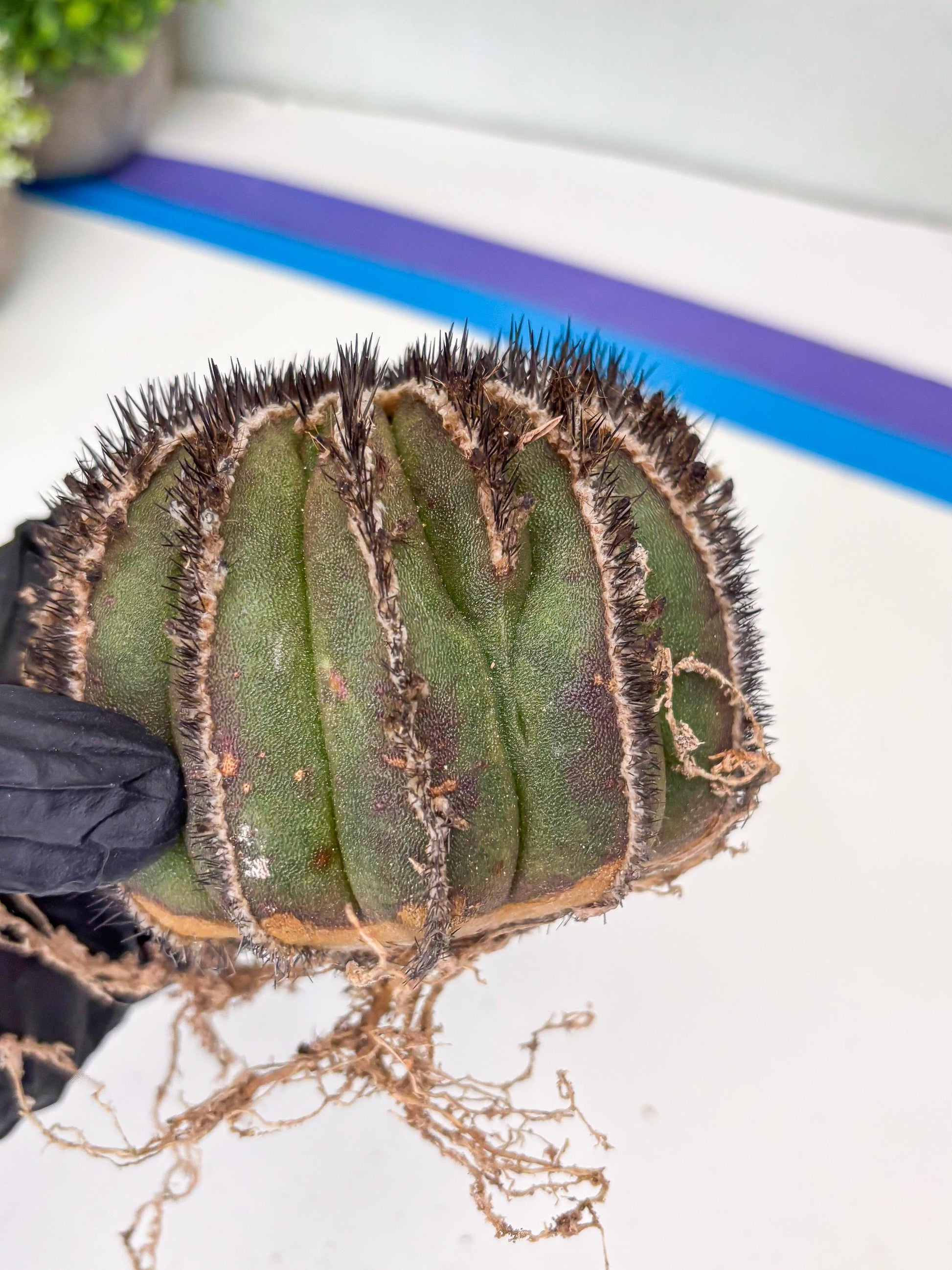 Rare Mature Cactus (R) | Imported Plants