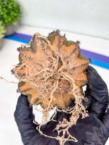 Rare Mature Cactus (R) | Imported Plants