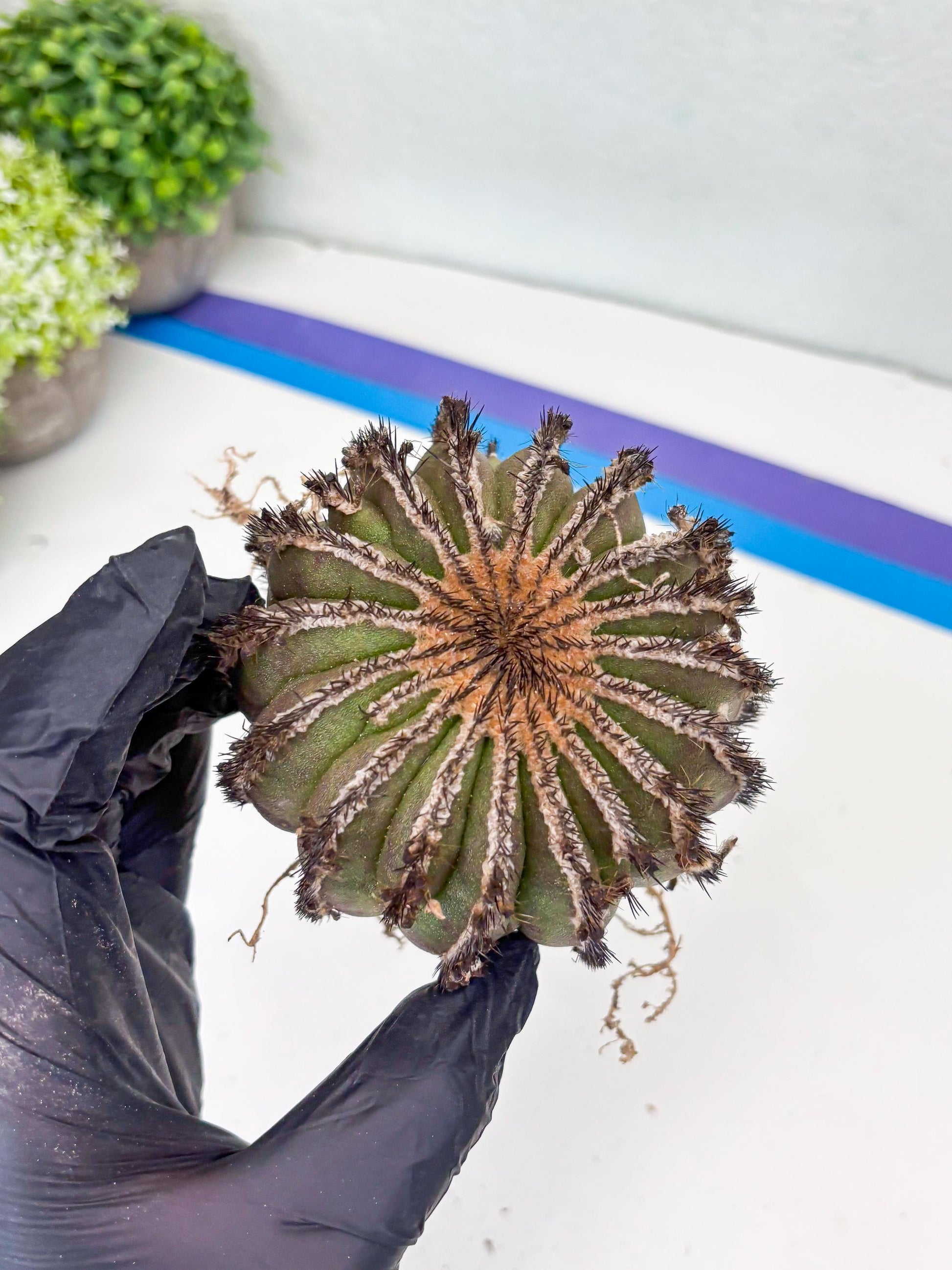 Rare Mature Cactus (R) | Imported Plants