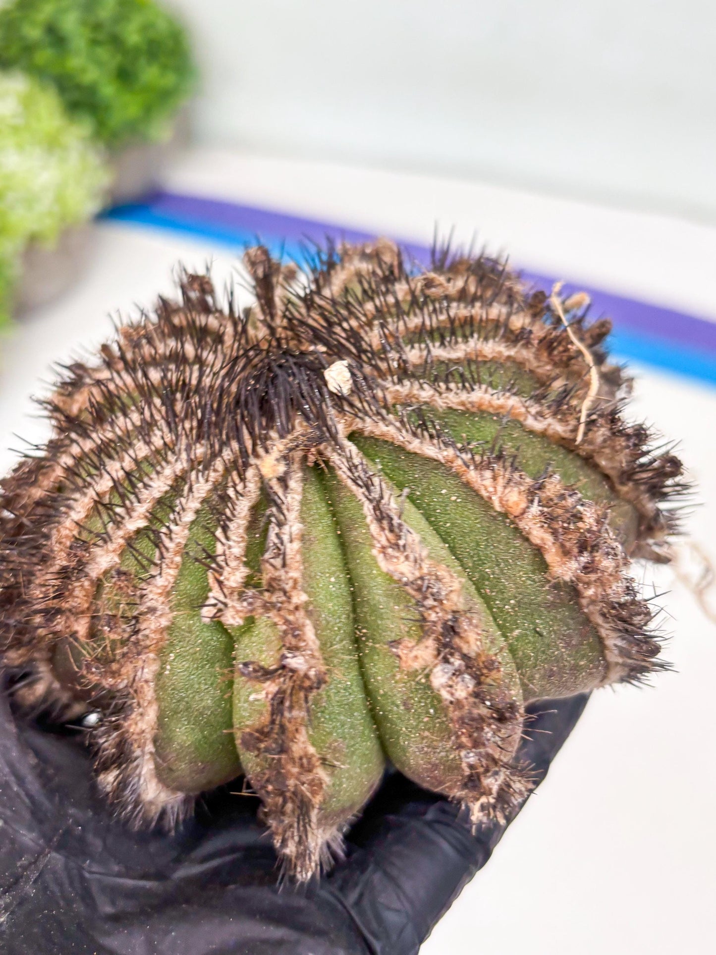 Rare Mature Cactus (p) | Imported Plants