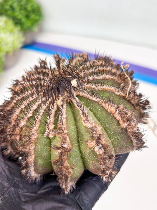 Rare Mature Cactus (p) | Imported Plants