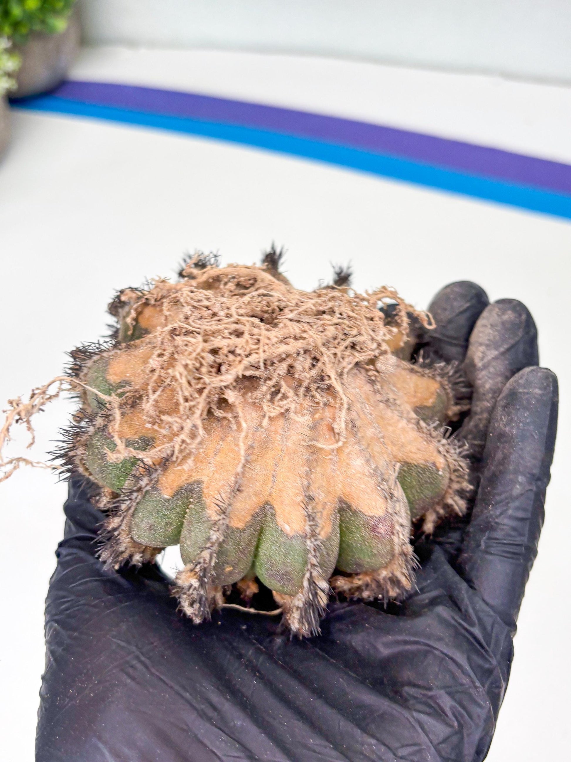 Rare Mature Cactus (p) | Imported Plants