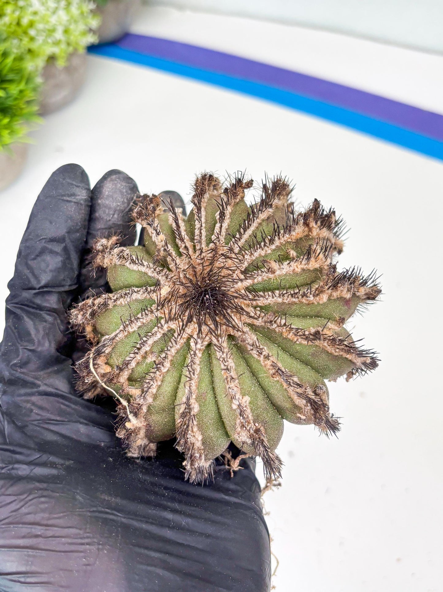 Rare Mature Cactus (p) | Imported Plants