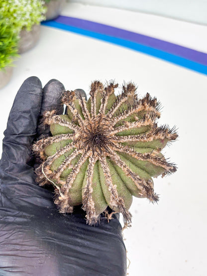 Rare Mature Cactus (p) | Imported Plants