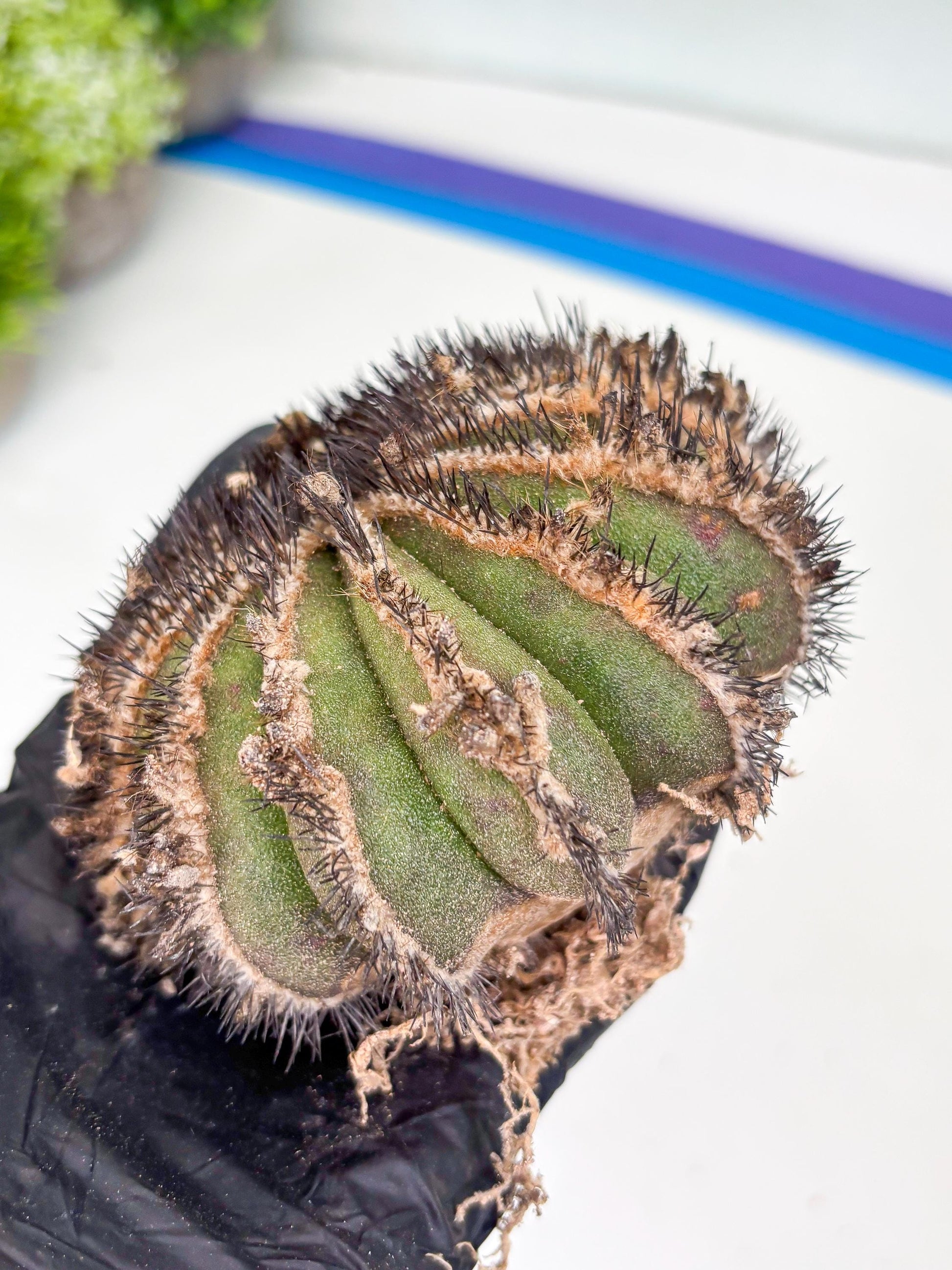 Rare Mature Cactus (p) | Imported Plants