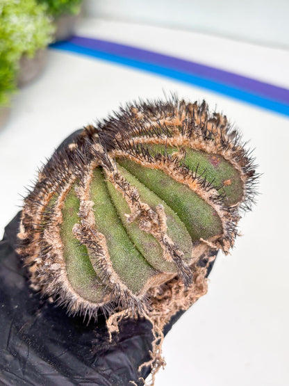 Rare Mature Cactus (p) | Imported Plants