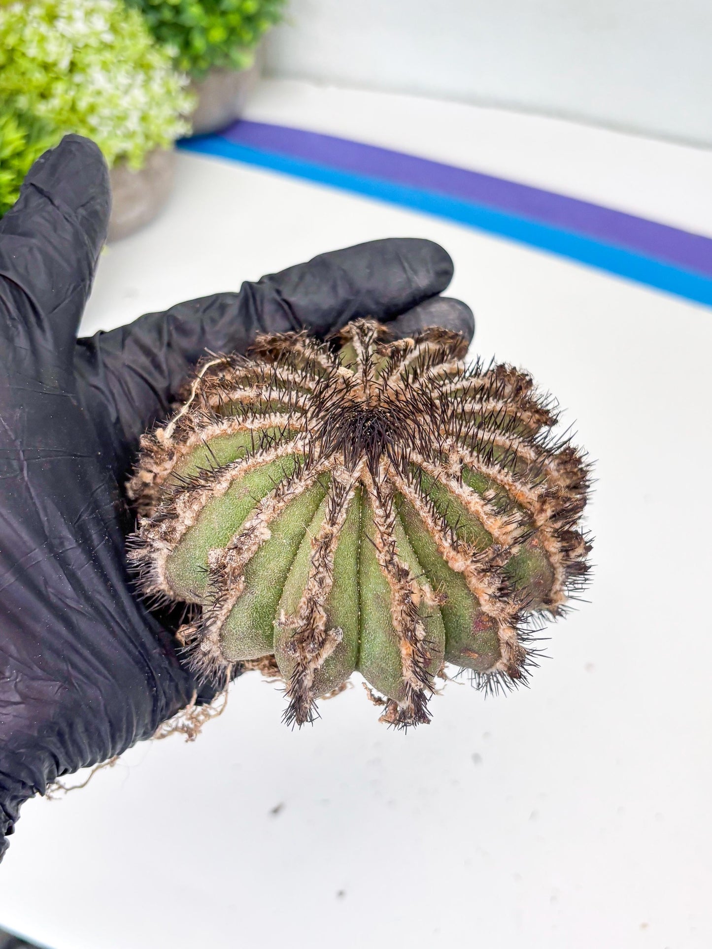 Rare Mature Cactus (p) | Imported Plants