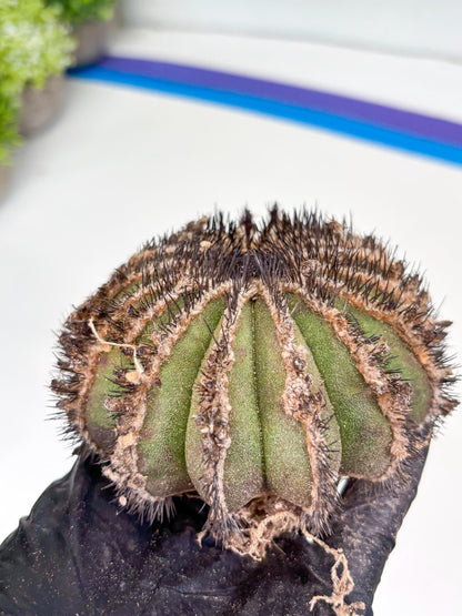 Rare Mature Cactus (p) | Imported Plants
