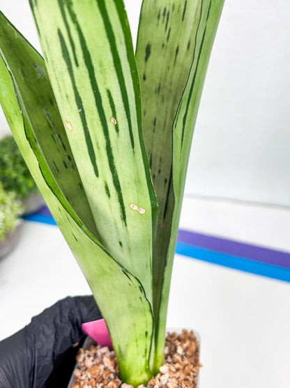 Sansevieria Brazilian Moonshine | Imported Plants