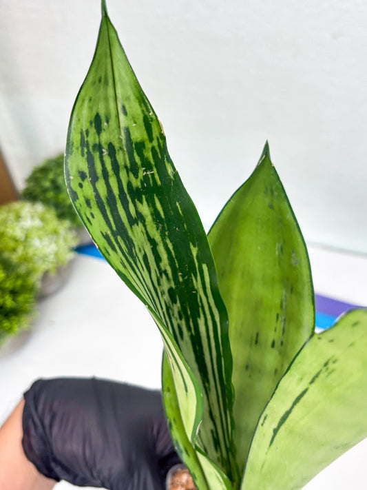 Sansevieria Brazilian Moonshine | Imported Plants