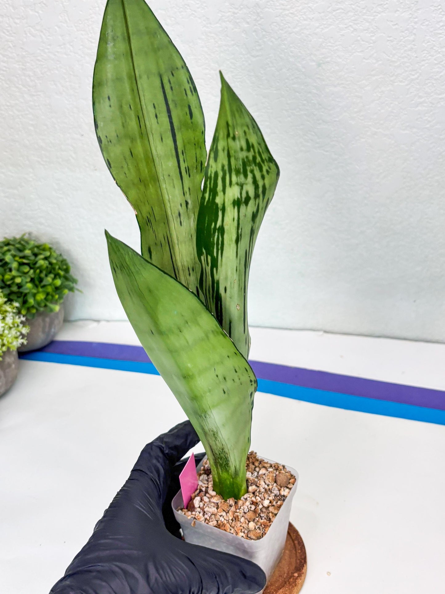 Sansevieria Brazilian Moonshine | Imported Plants