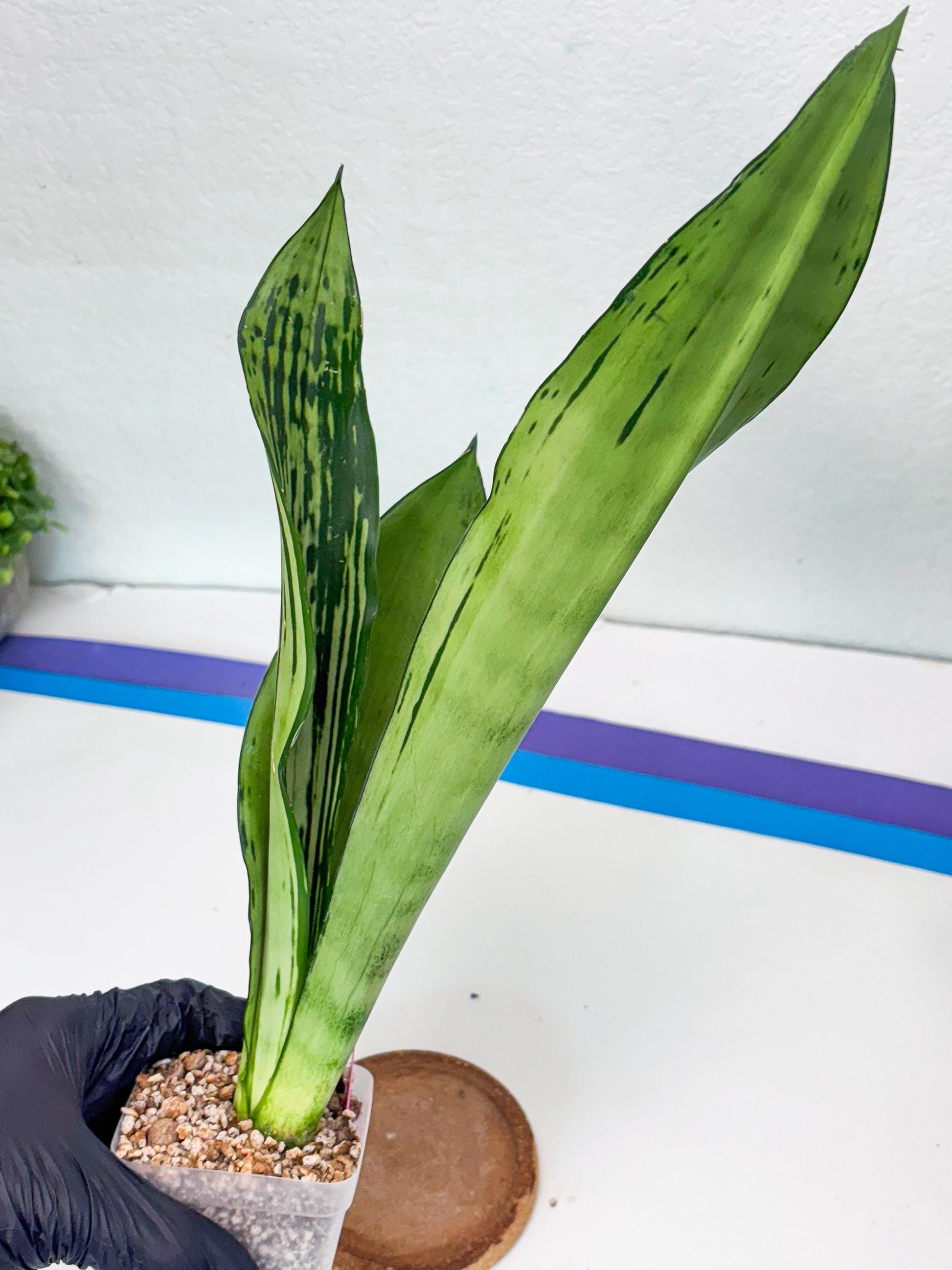 Sansevieria Brazilian Moonshine | Imported Plants