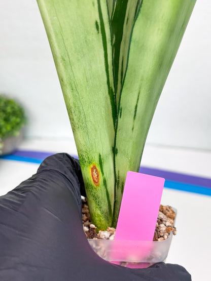 Sansevieria Brazilian Moonshine | Imported Plants