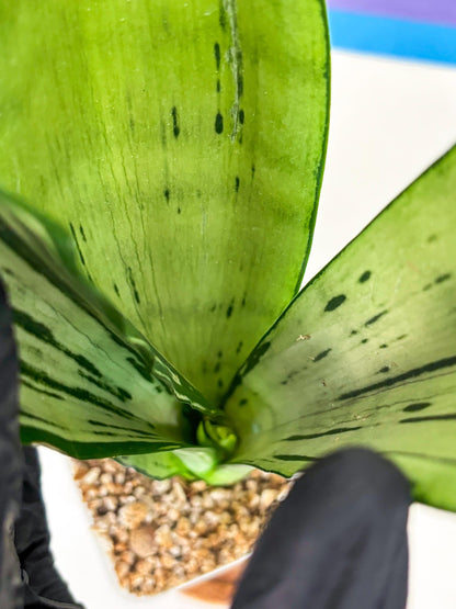 Sansevieria Brazilian Moonshine | Imported Plants