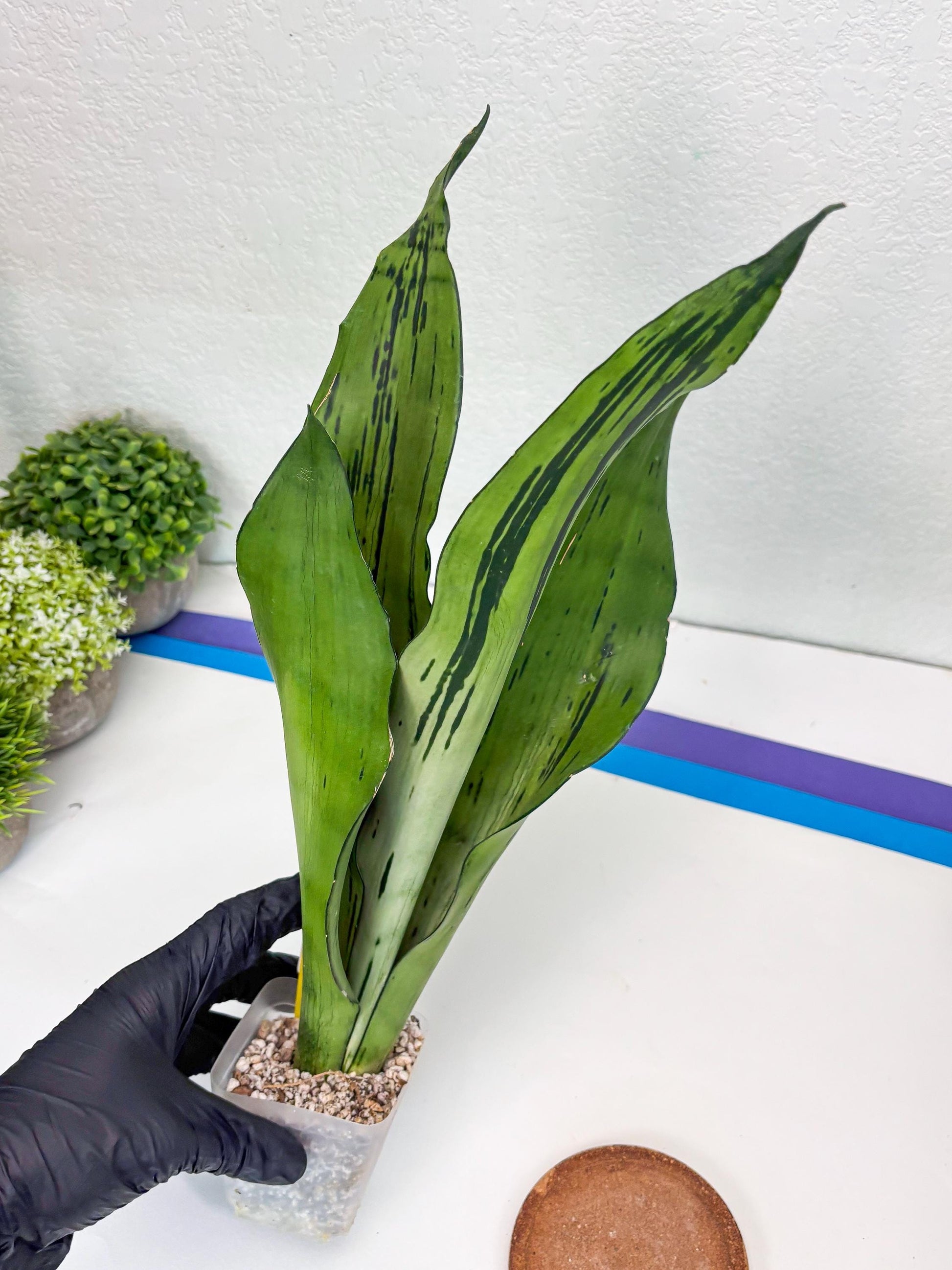 Sansevieria Brazilian Moonshine (y) | Imported Plants