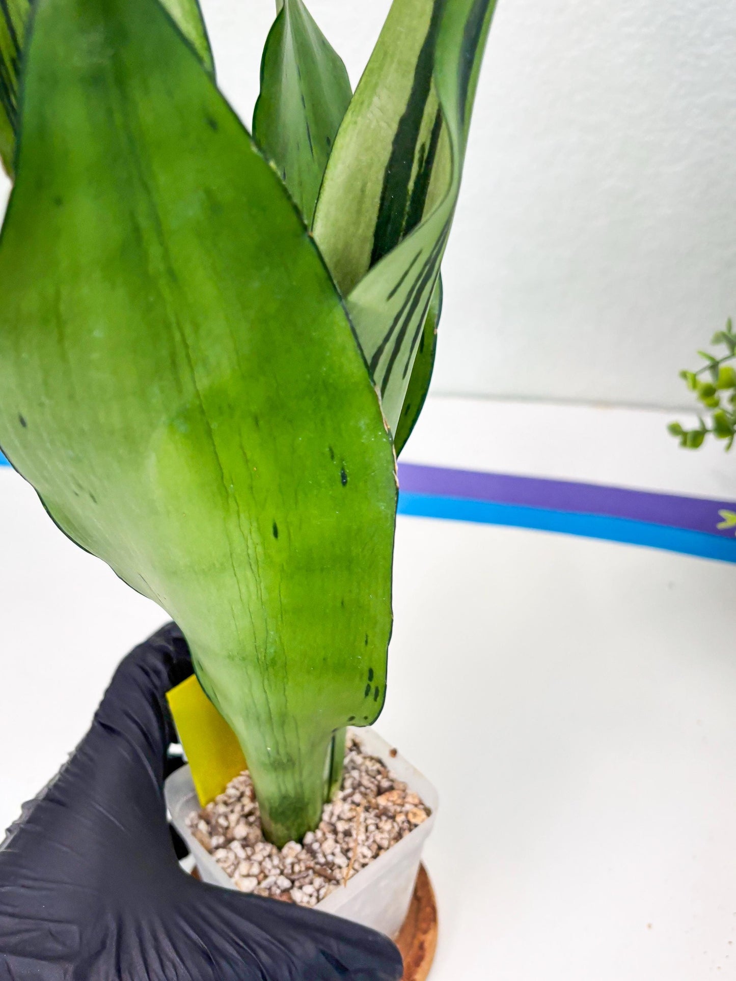 Sansevieria Brazilian Moonshine (y) | Imported Plants
