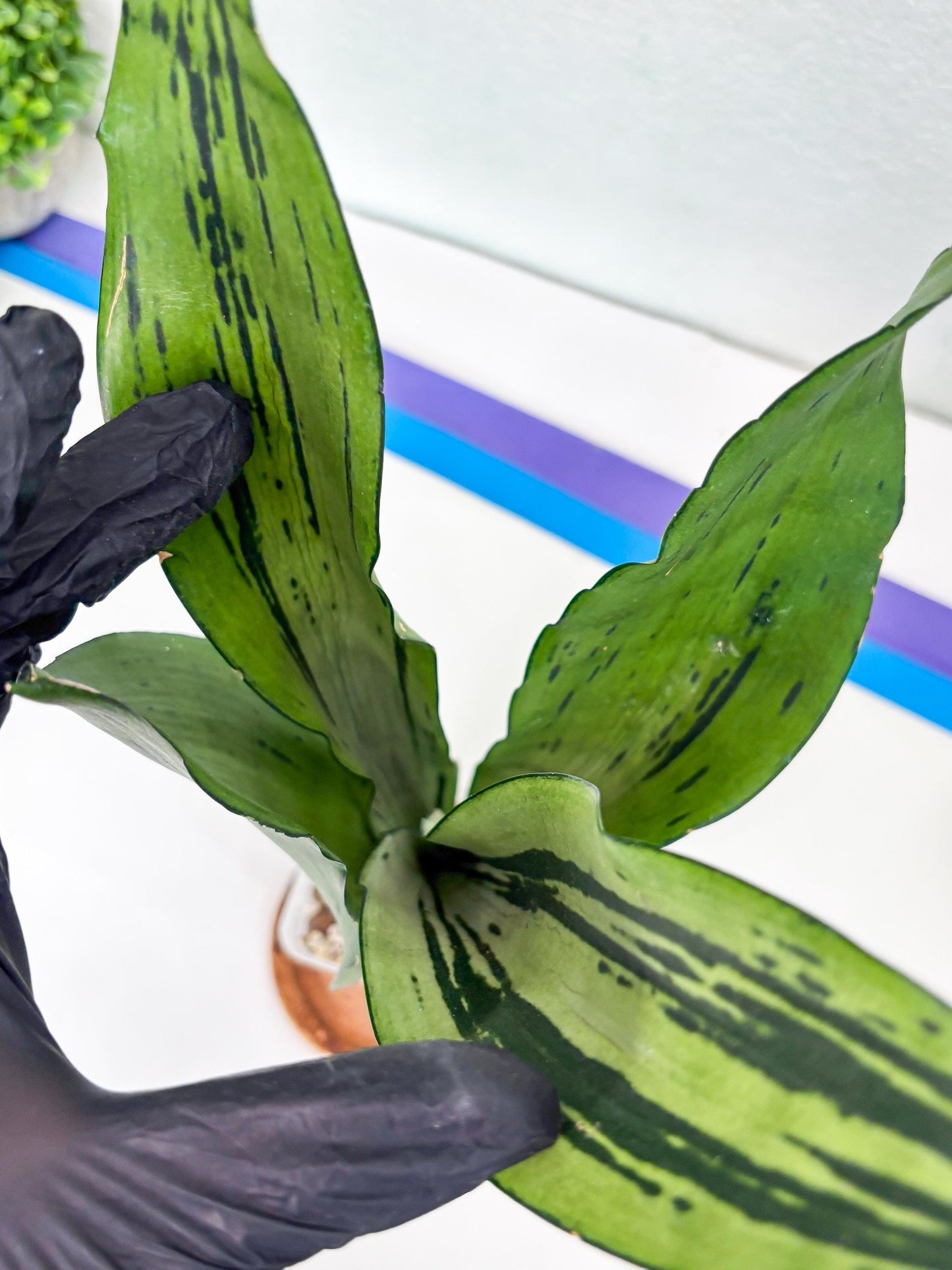 Sansevieria Brazilian Moonshine (y) | Imported Plants