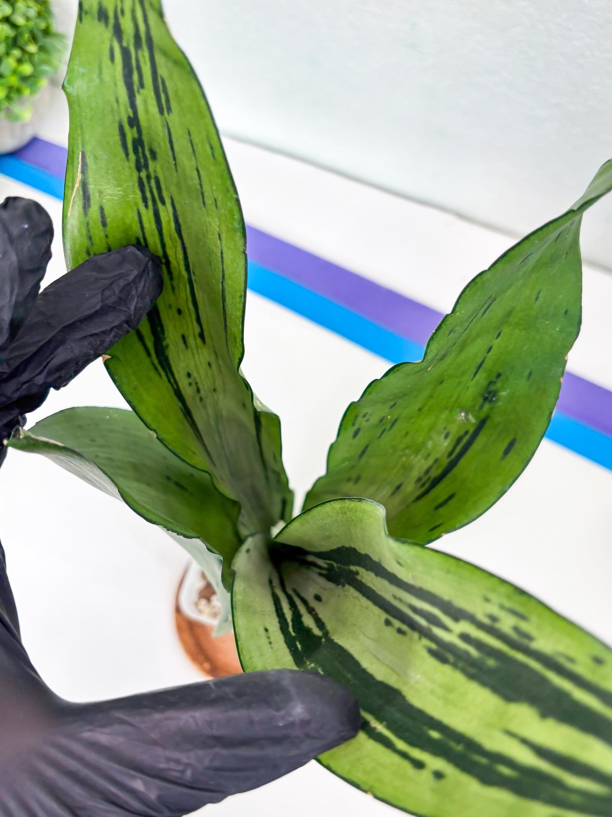 Sansevieria Brazilian Moonshine (y) | Imported Plants