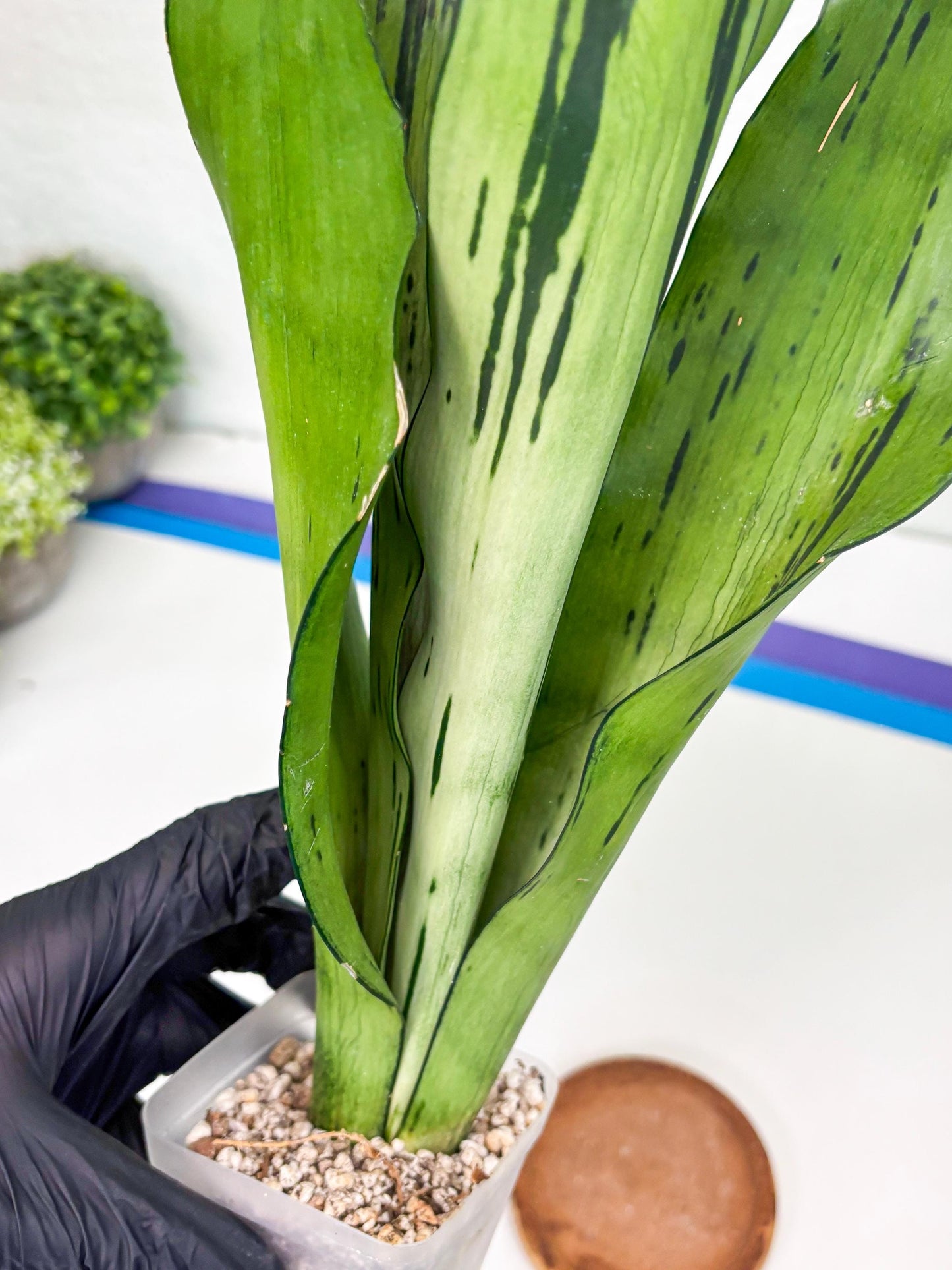 Sansevieria Brazilian Moonshine (y) | Imported Plants