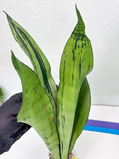 Sansevieria Brazilian Moonshine (y) | Imported Plants