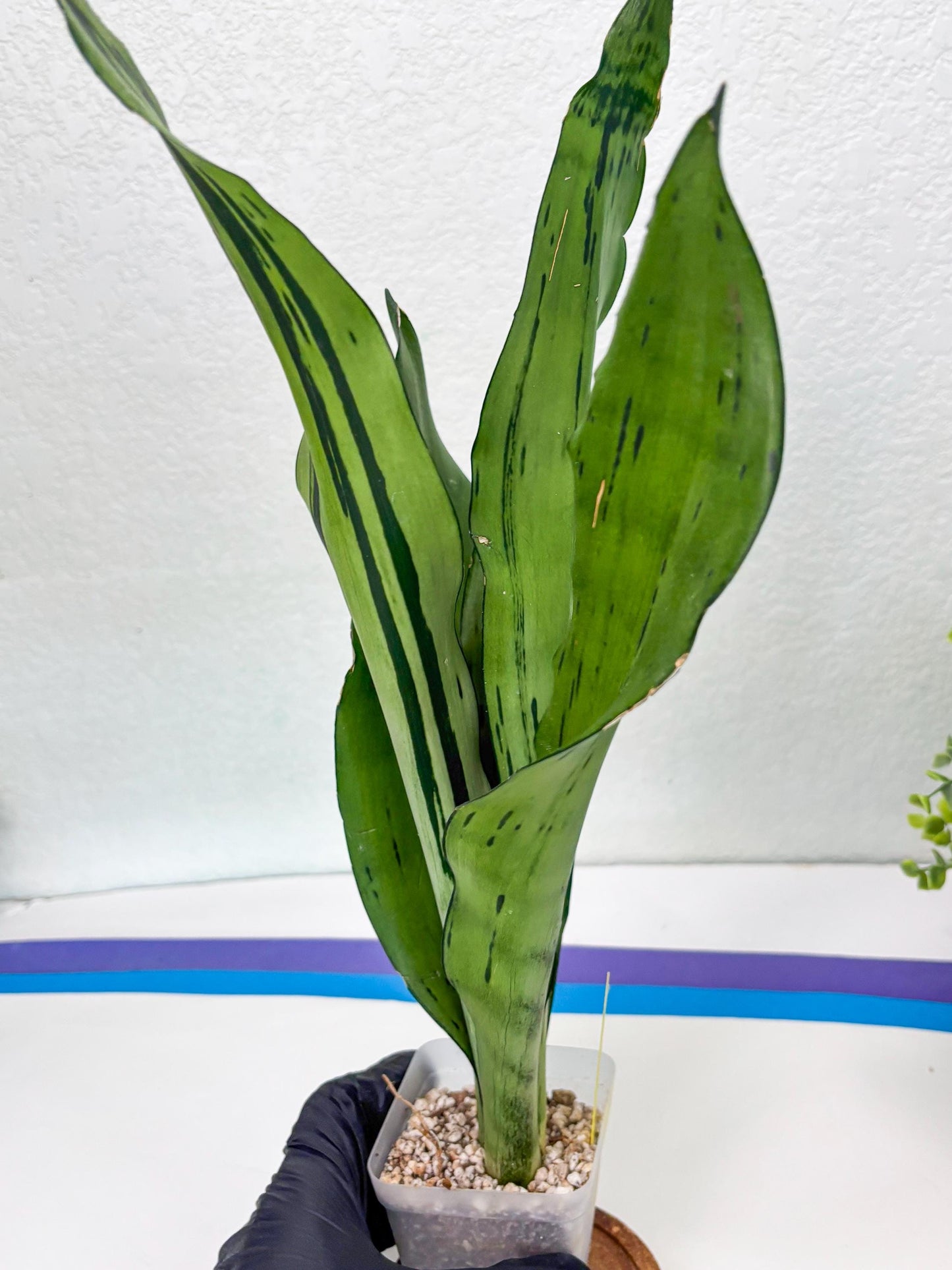 Sansevieria Brazilian Moonshine (y) | Imported Plants