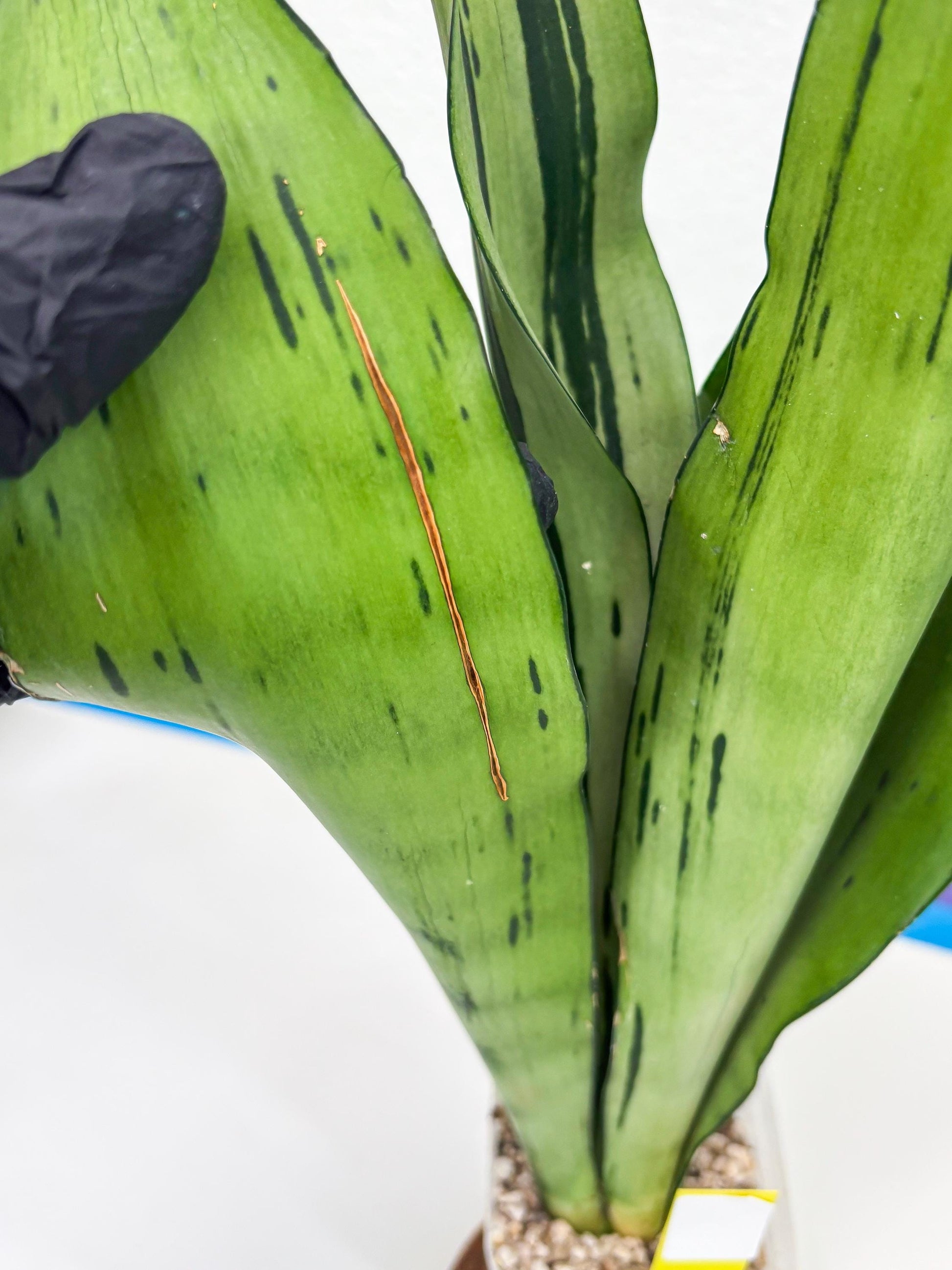 Sansevieria Brazilian Moonshine (y) | Imported Plants