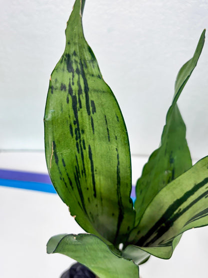 Sansevieria Brazilian Moonshine (y) | Imported Plants