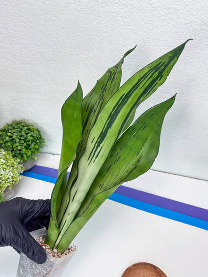 Sansevieria Brazilian Moonshine (y) | Imported Plants