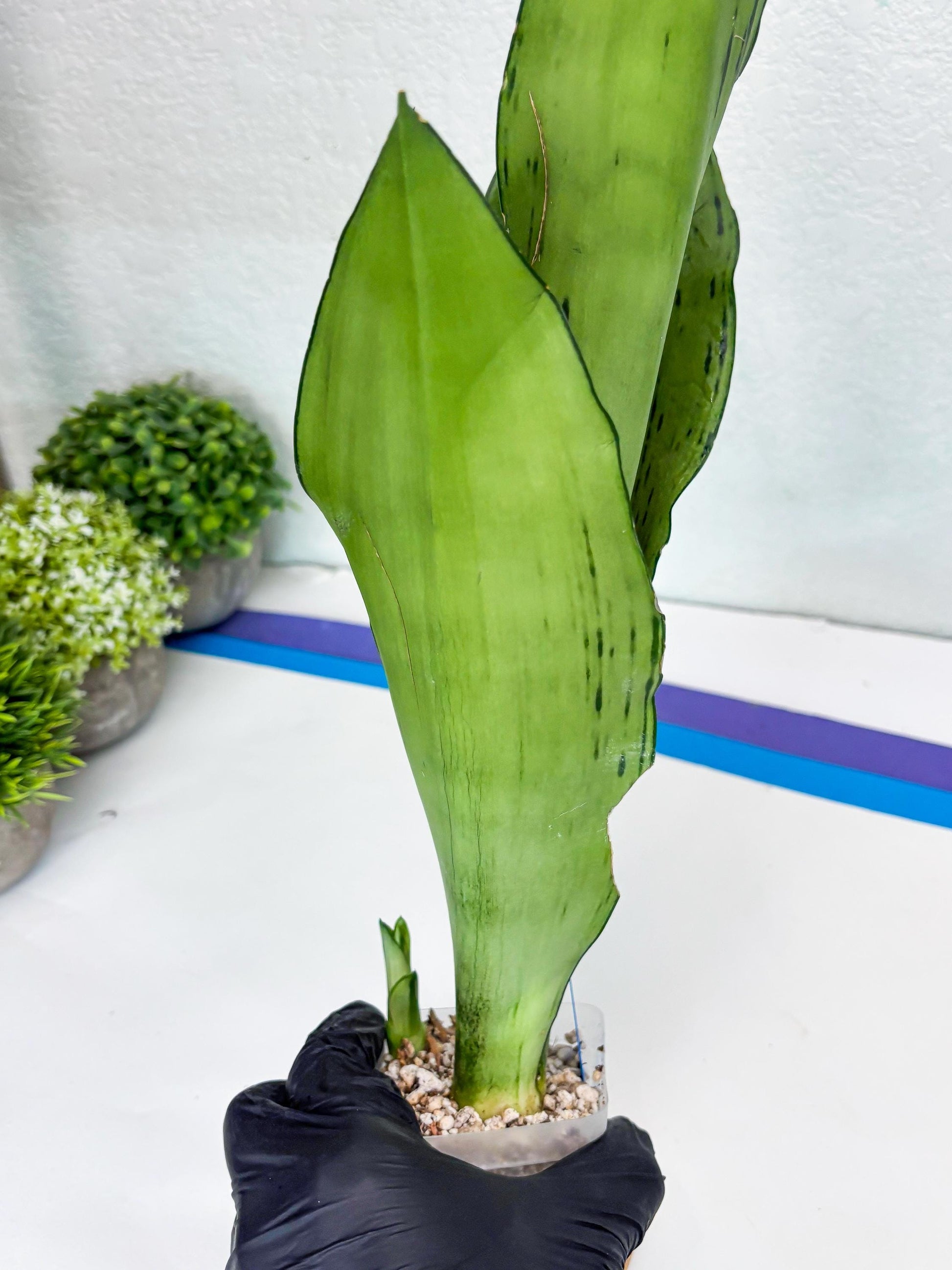 Sansevieria Brazilian Moonshine (B) | Small Damage
