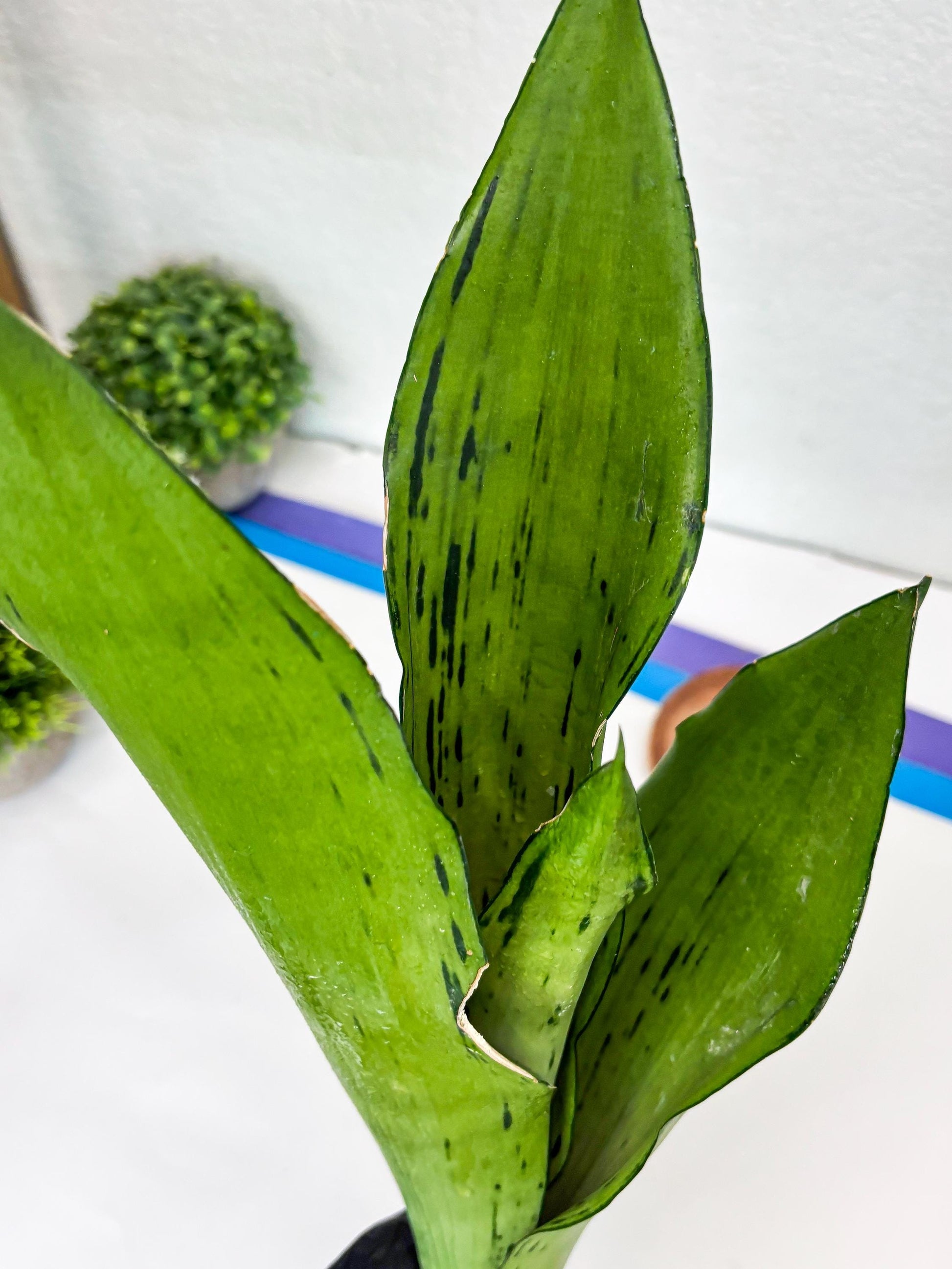 Sansevieria Brazilian Moonshine (B) | Small Damage