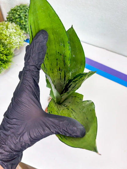 Sansevieria Brazilian Moonshine (B) | Small Damage
