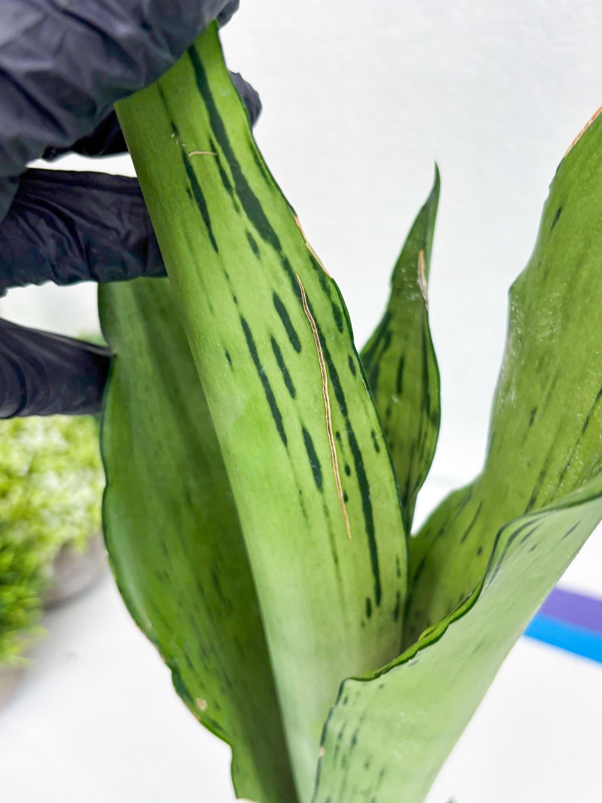 Sansevieria Brazilian Moonshine (B) | Small Damage