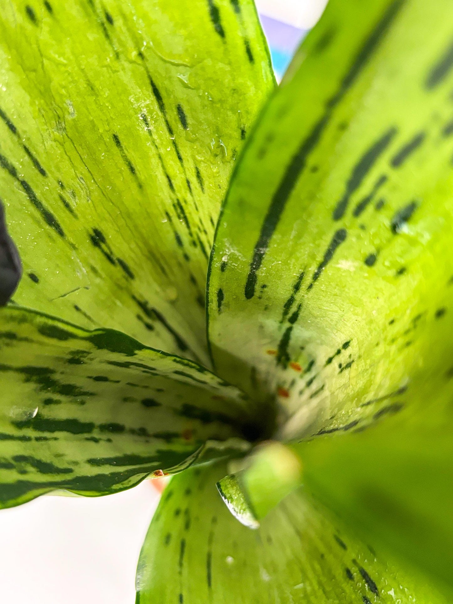 Sansevieria Brazilian Moonshine (B) | Small Damage